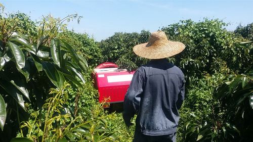 智能装备赋能热带农业 全自动风送喷雾机在海南千亩果园的示范实践